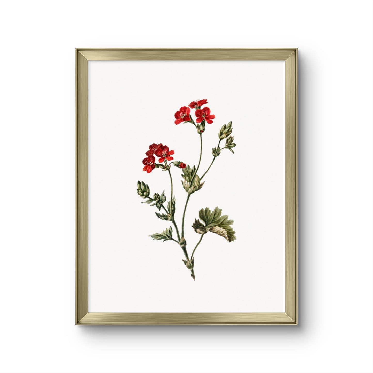 Fragile Red Flowers