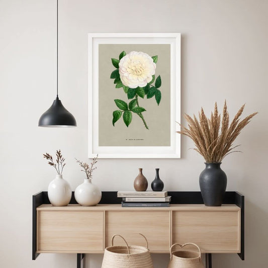 White French Rose