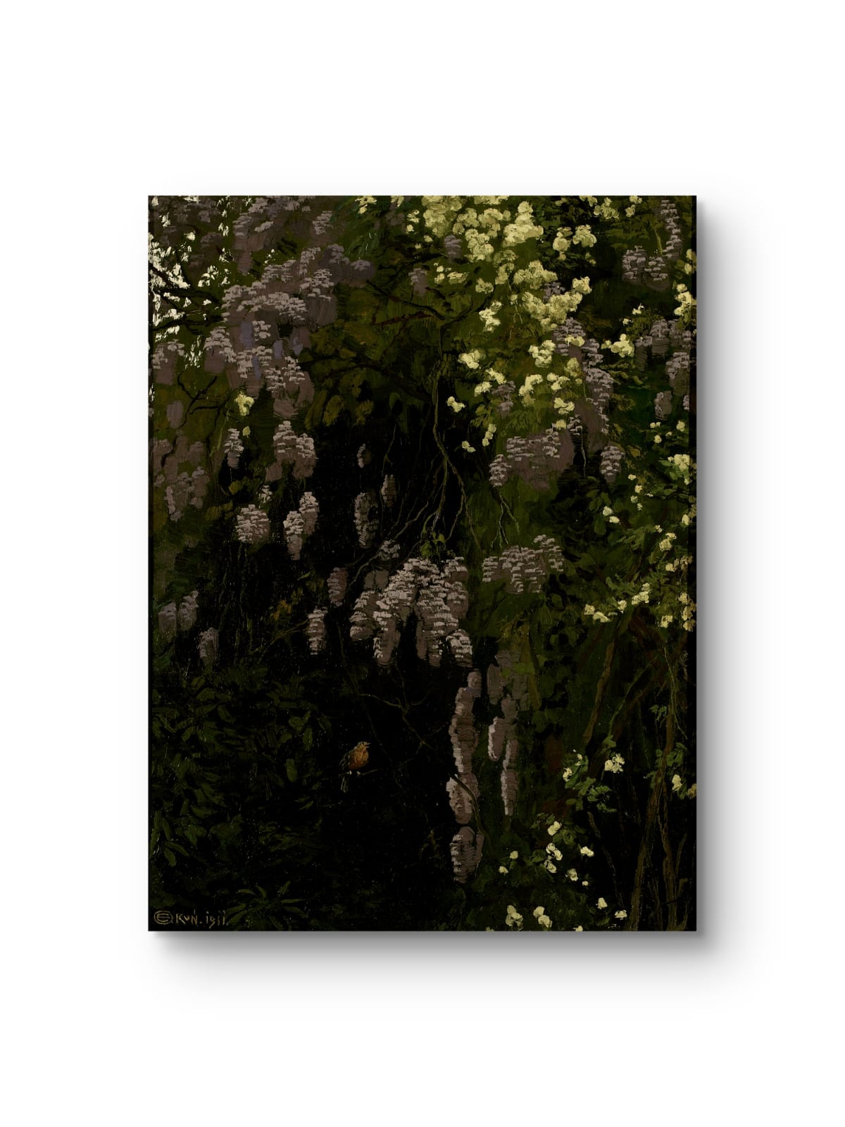 Wisteria in Bloom