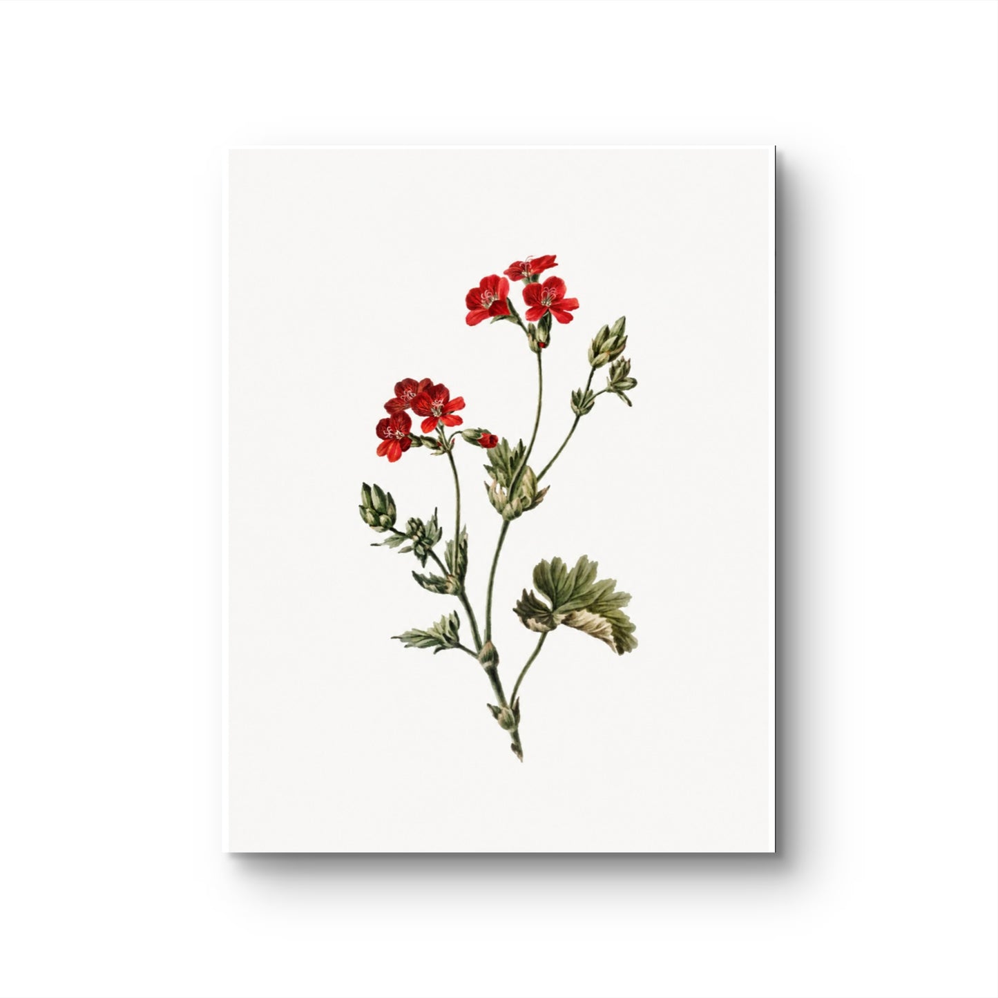 Fragile Red Flowers