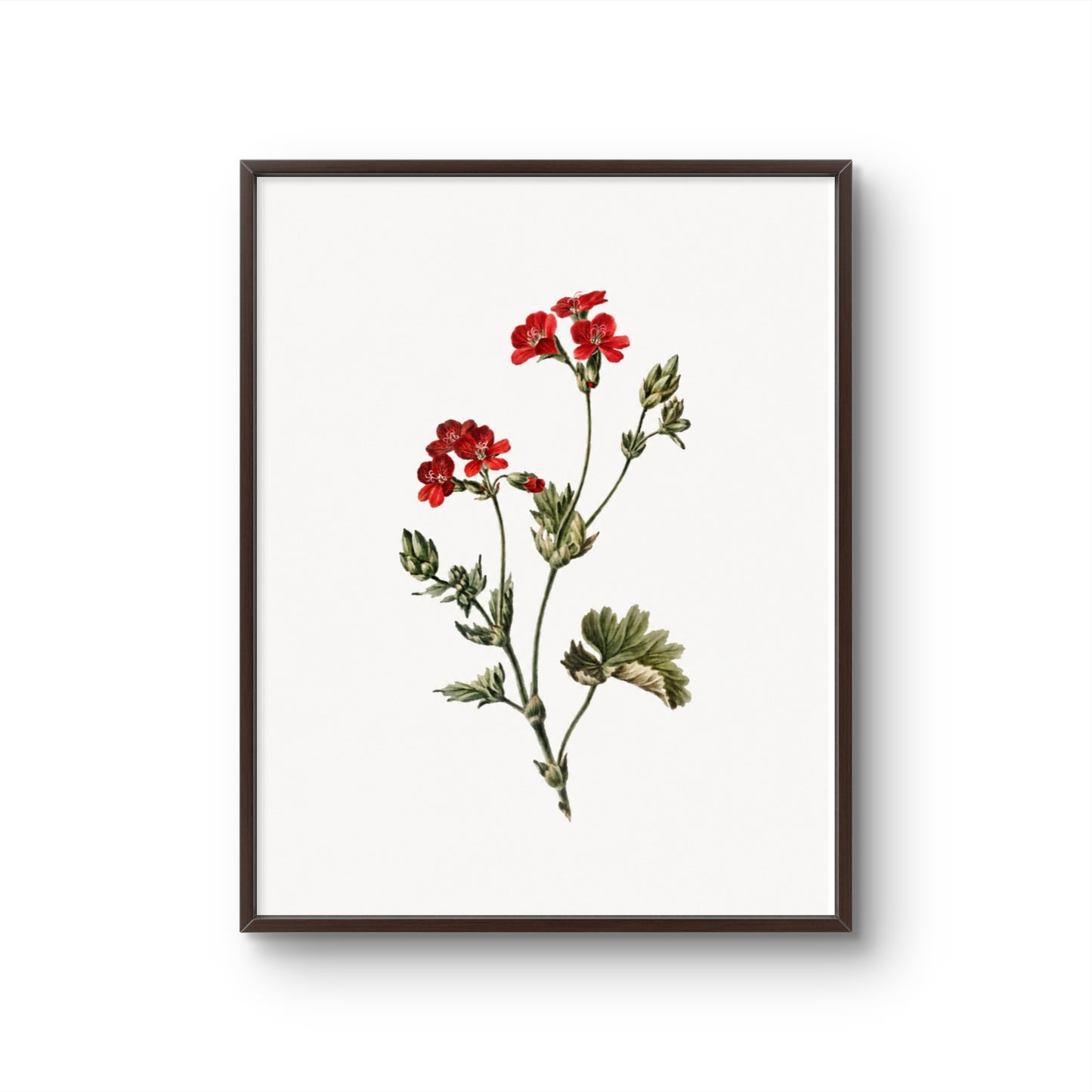 Fragile Red Flowers