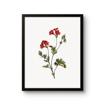 Fragile Red Flowers