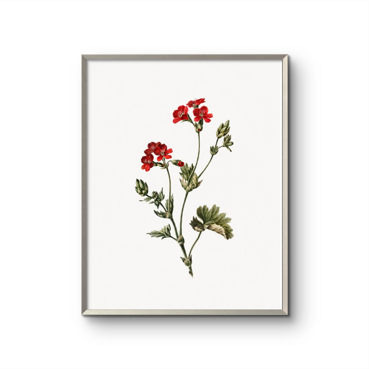 Fragile Red Flowers