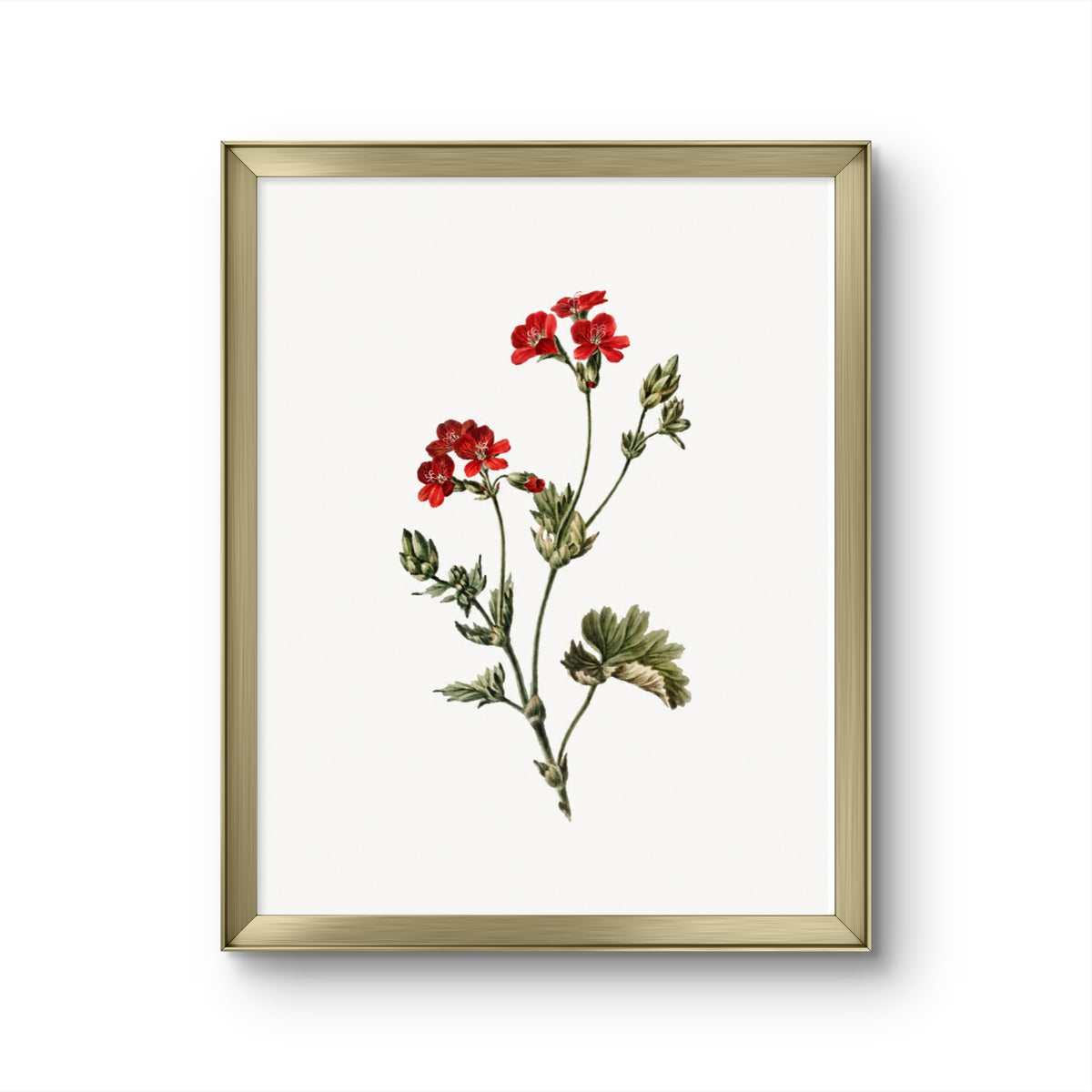 Fragile Red Flowers
