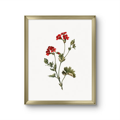 Fragile Red Flowers