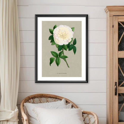 White French Rose