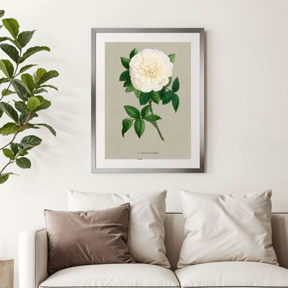 White French Rose