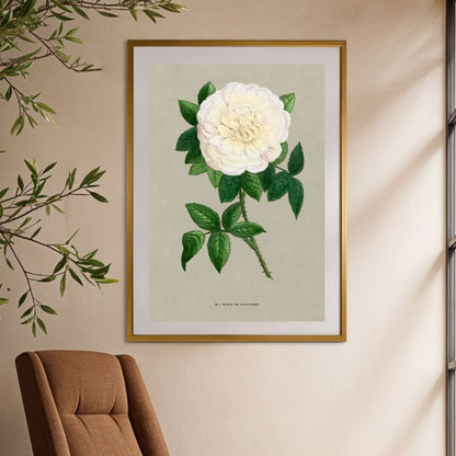 White French Rose