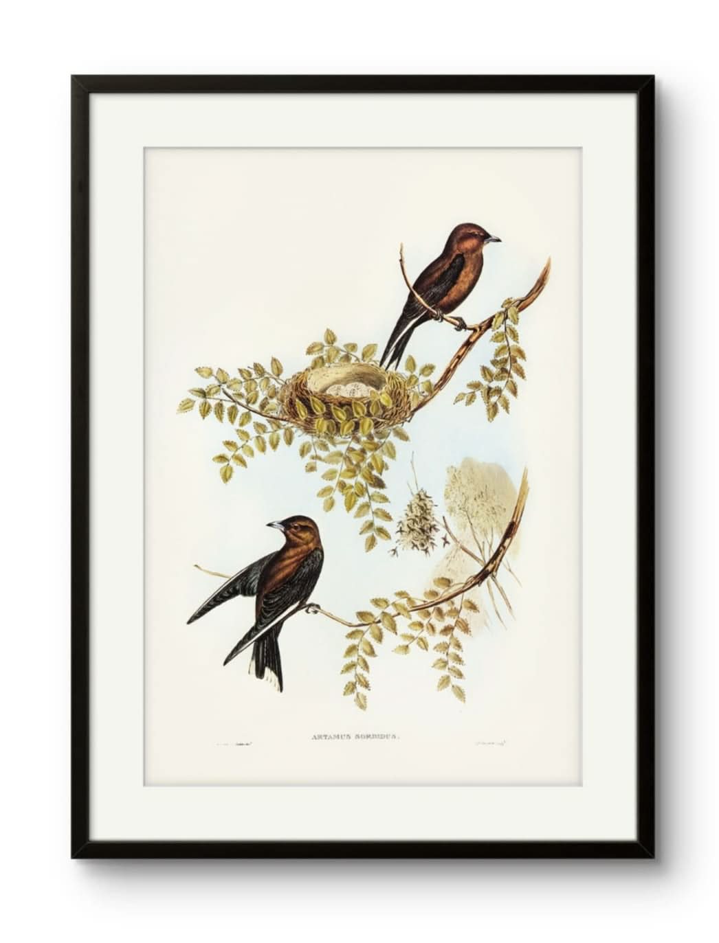 Birds - Artamus Sordidus