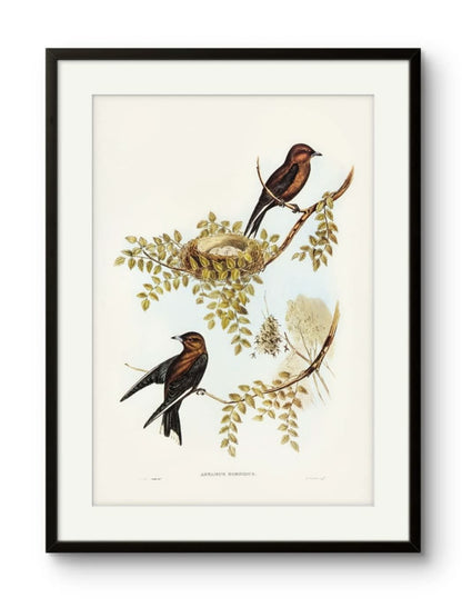 Birds - Artamus Sordidus