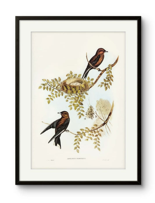 Birds - Artamus Sordidus