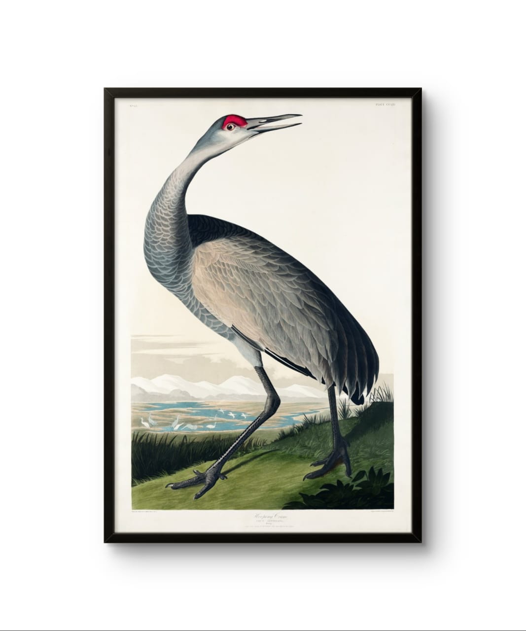 Hooping Crane - James Audubon – Premium Abstract Art Print