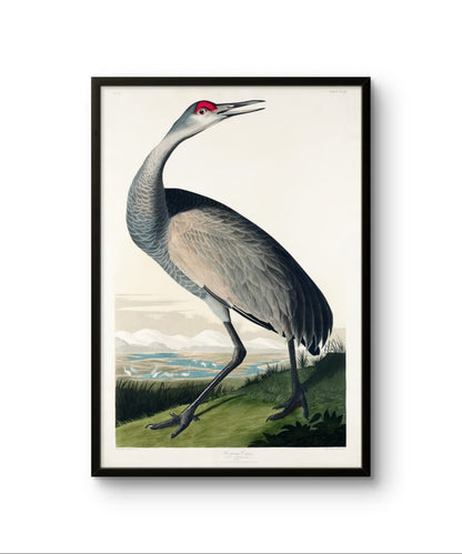 Hooping Crane - James Audubon – Premium Abstract Art Print