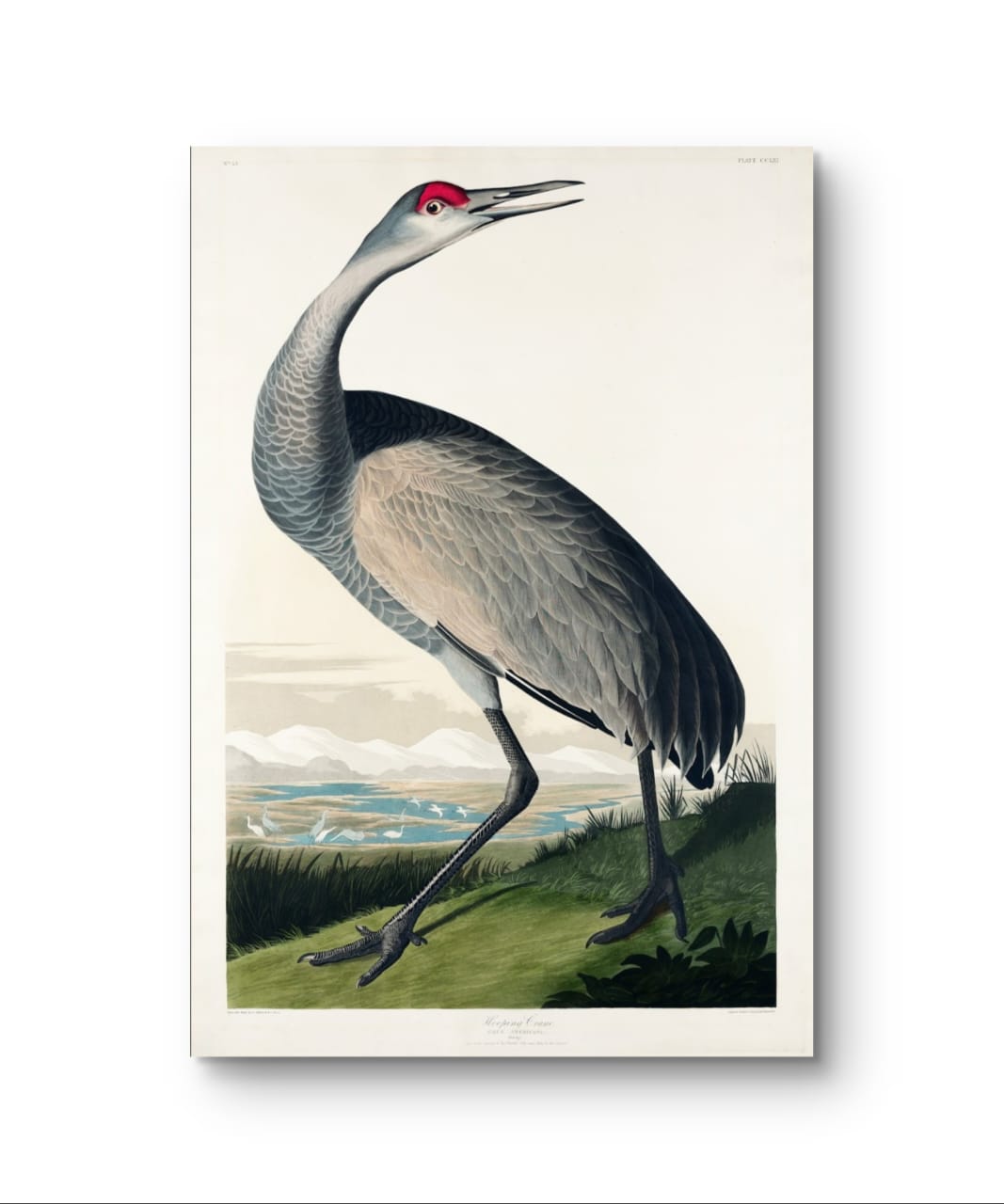 Hooping Crane - James Audubon – Premium Abstract Art Print