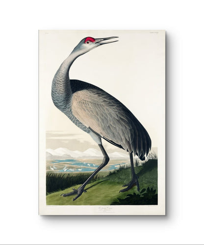 Hooping Crane - James Audubon – Premium Abstract Art Print