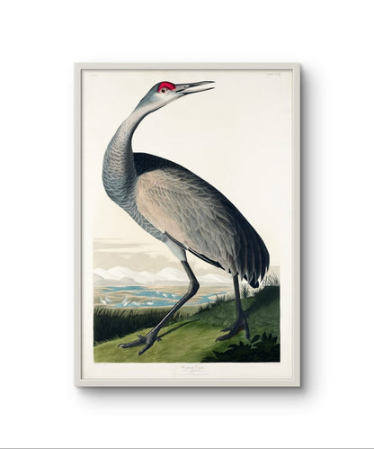 Hooping Crane - James Audubon – Premium Abstract Art Print