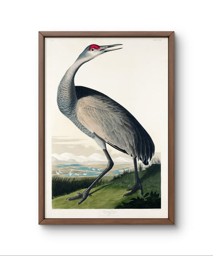 Hooping Crane - James Audubon – Premium Abstract Art Print