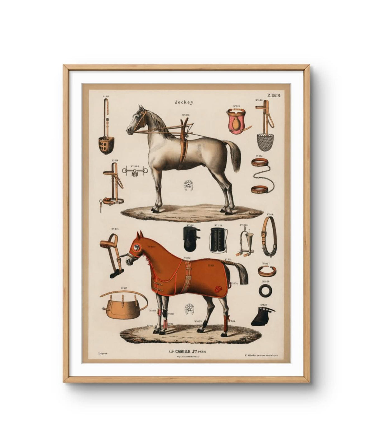 Vintage Horse Anatomy