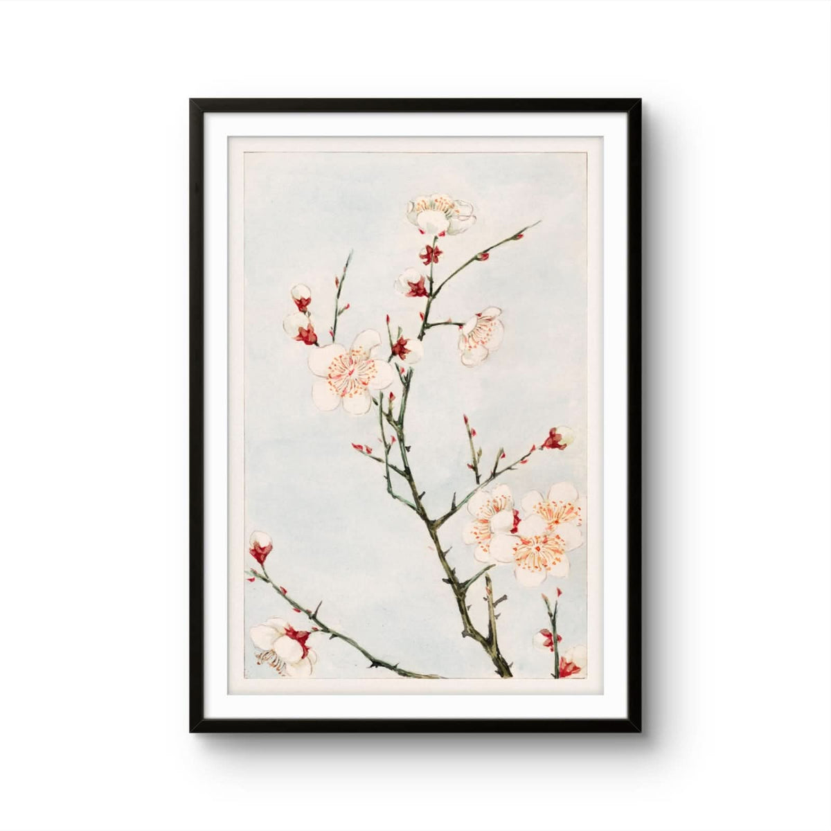 Delicate Blossoms