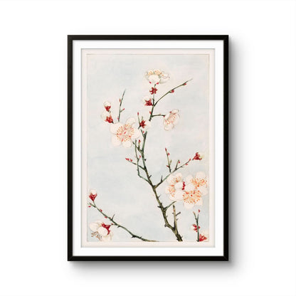 Delicate Blossoms