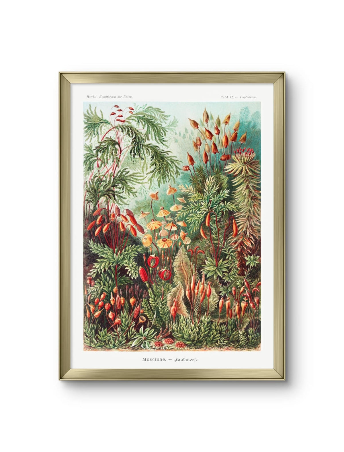 Muscinae–Laubmoose- Ernst Haeckel