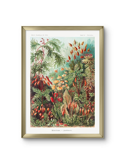 Muscinae–Laubmoose- Ernst Haeckel