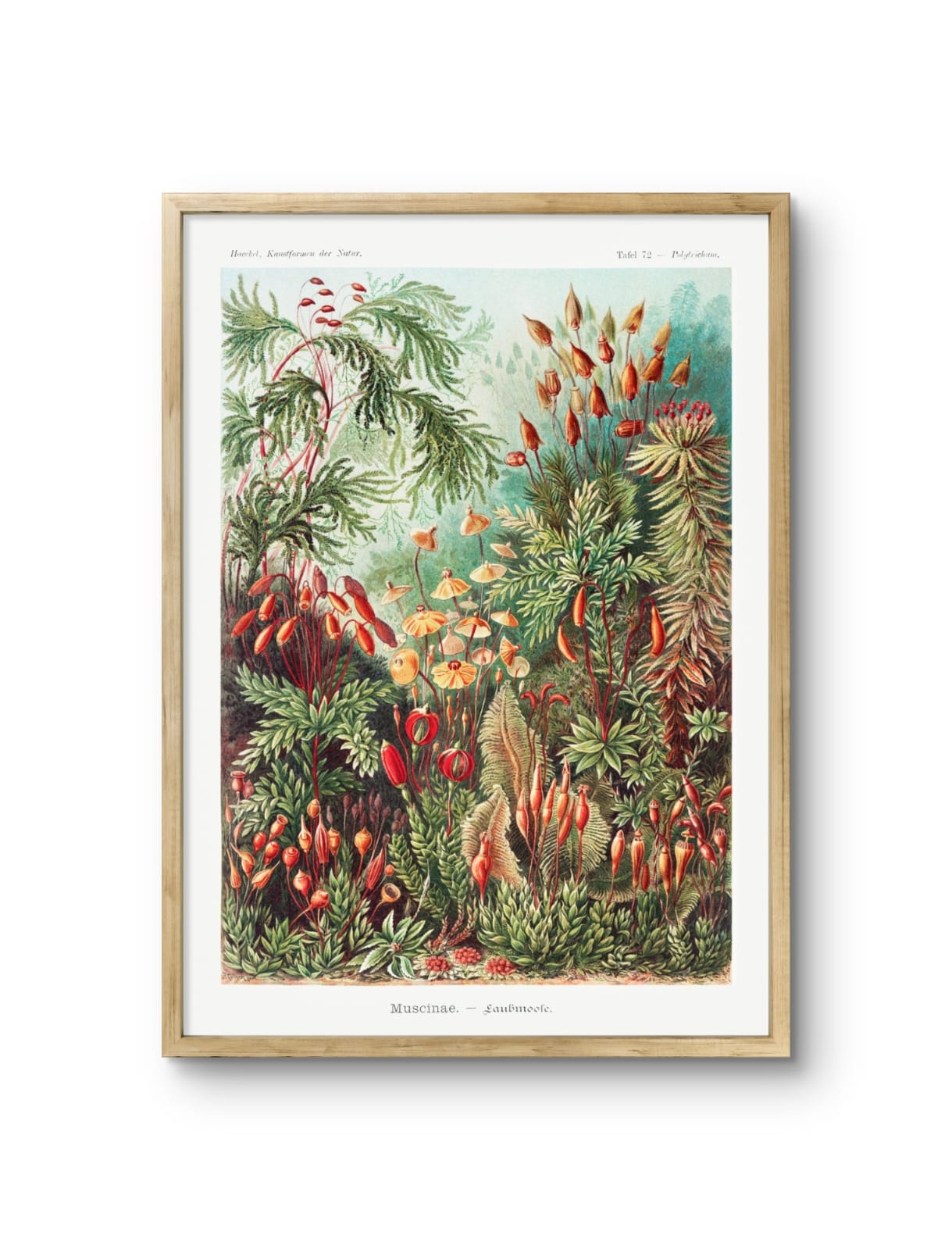 Muscinae–Laubmoose- Ernst Haeckel