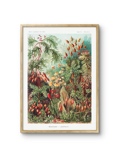 Muscinae–Laubmoose- Ernst Haeckel
