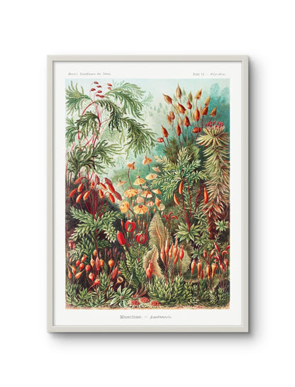 Muscinae–Laubmoose- Ernst Haeckel