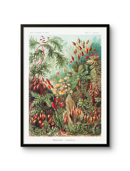 Muscinae–Laubmoose- Ernst Haeckel