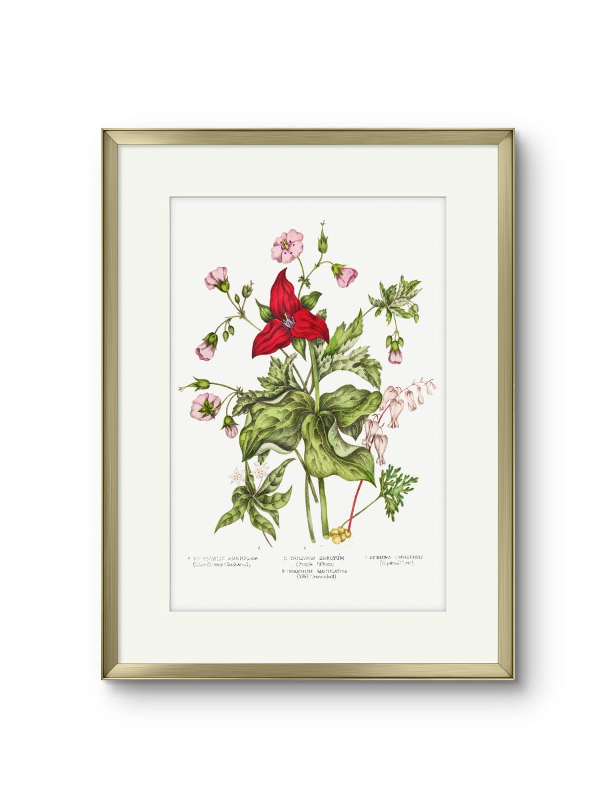 Canadian Flowers -II