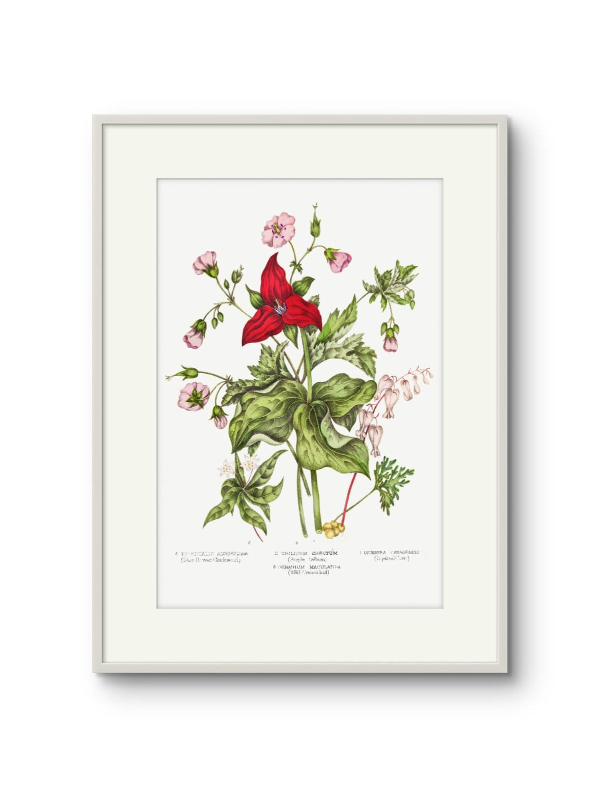 Canadian Flowers -II