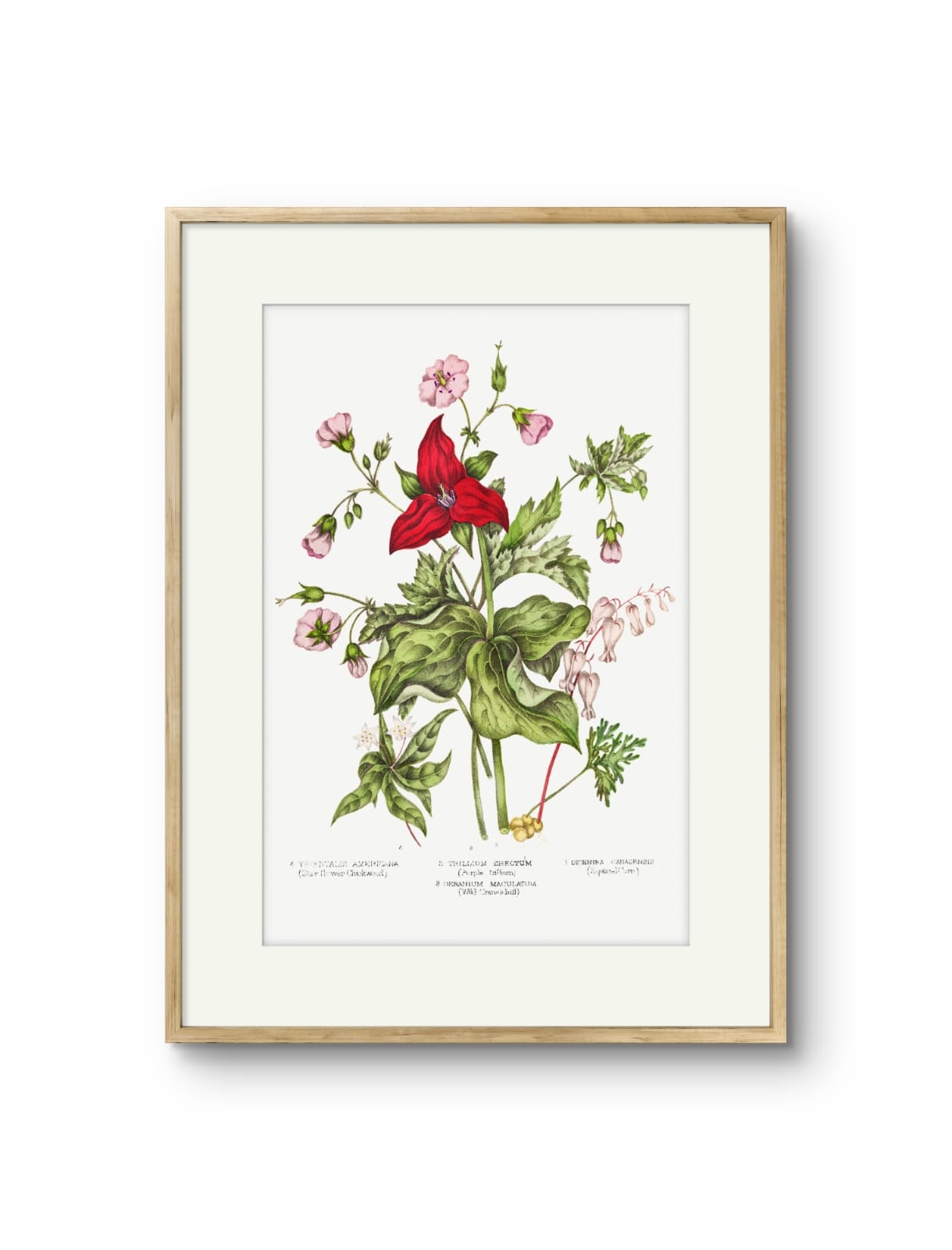Canadian Flowers -II