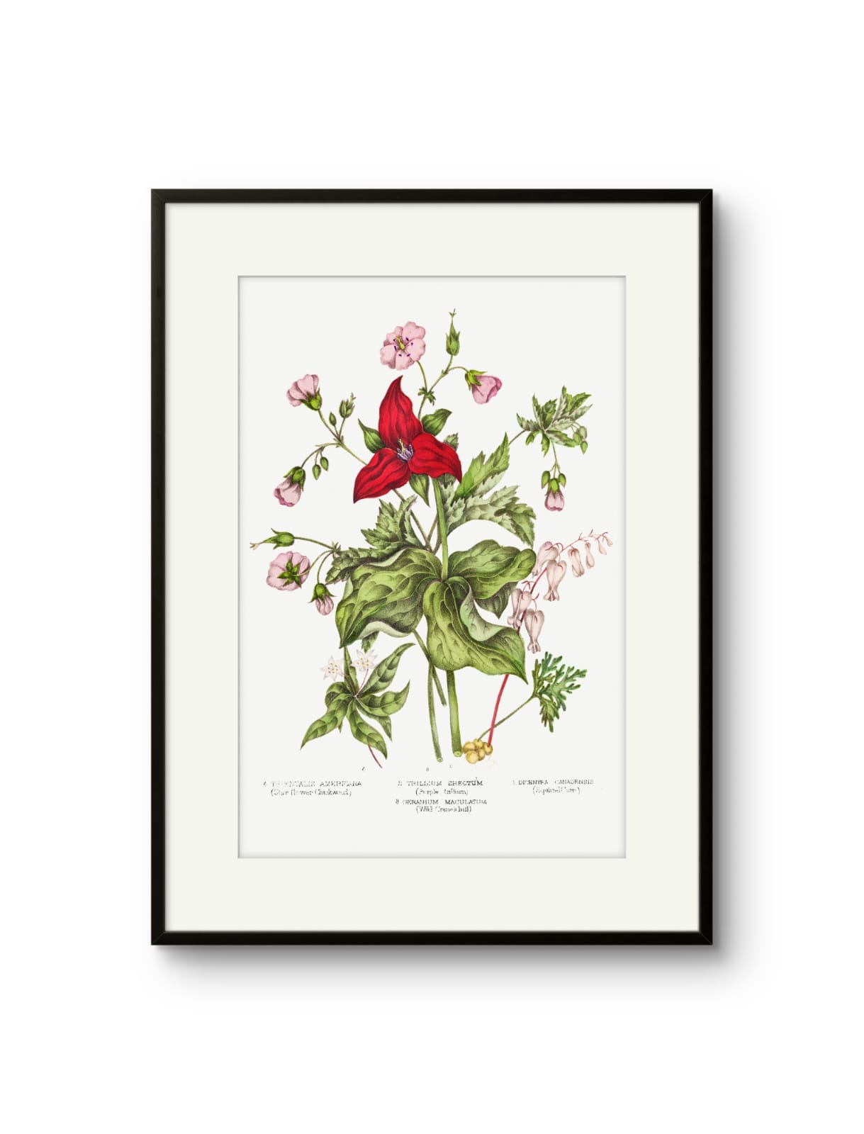 Canadian Flowers -II