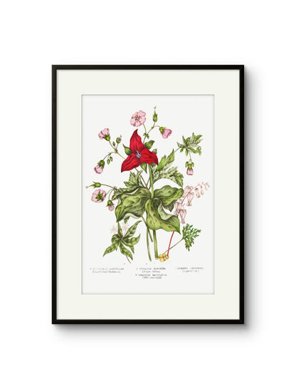 Canadian Flowers -II
