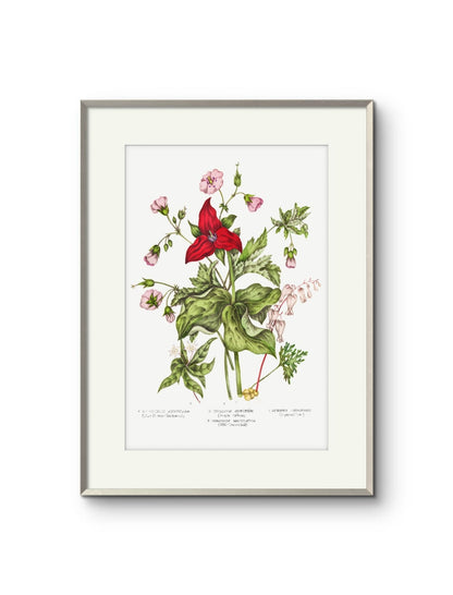 Canadian Flowers -II