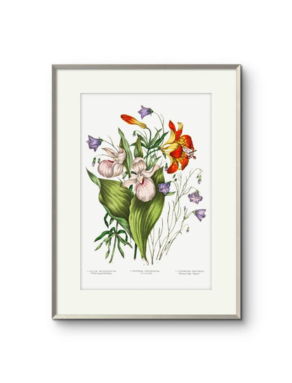 Canadian Flowers -I