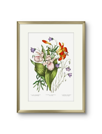 Canadian Flowers -I