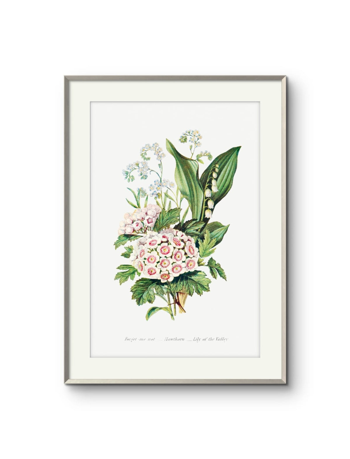 Forget me not, Hawthorn & Lily of the Valley- Ernst Haeckel