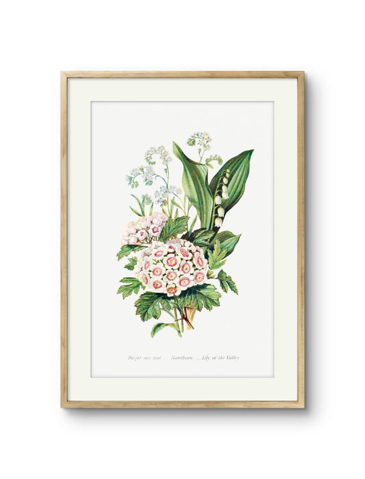 Forget me not, Hawthorn & Lily of the Valley- Ernst Haeckel
