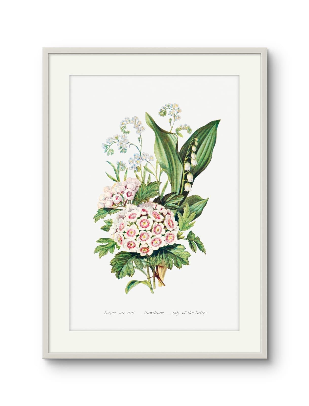 Forget me not, Hawthorn & Lily of the Valley- Ernst Haeckel