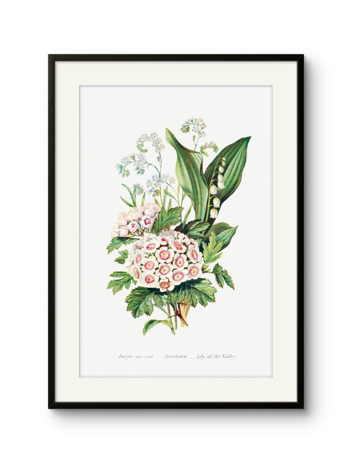 Forget me not, Hawthorn & Lily of the Valley- Ernst Haeckel