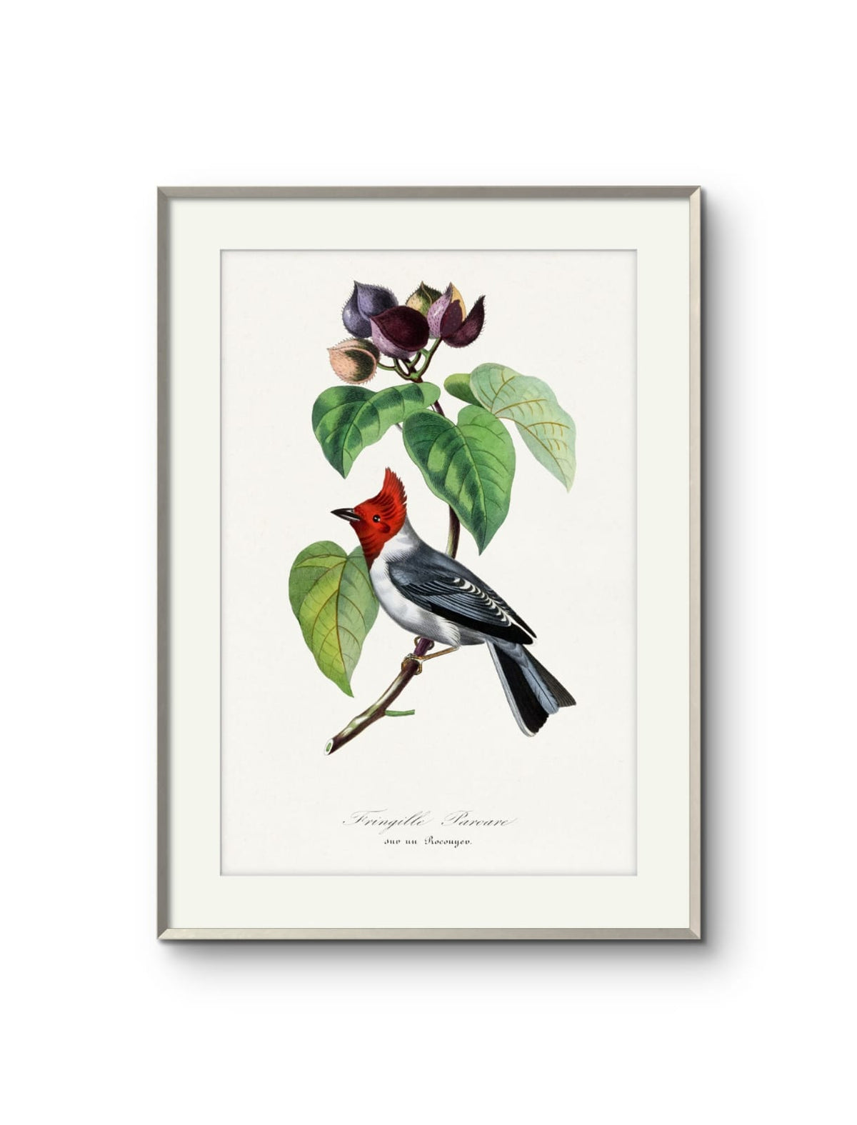 Fringille Paroare