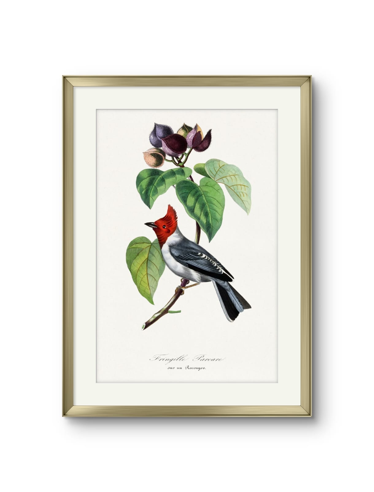 Fringille Paroare