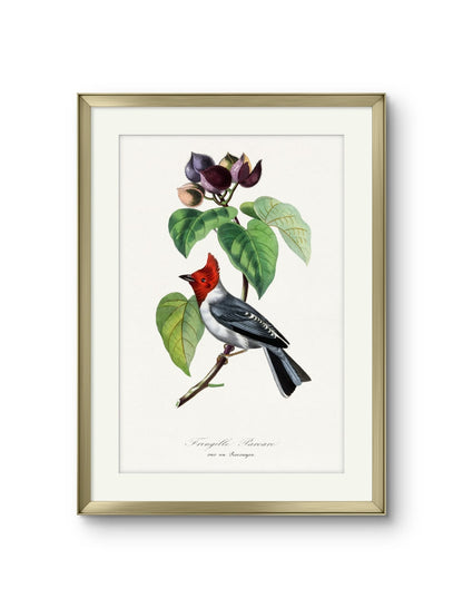 Fringille Paroare