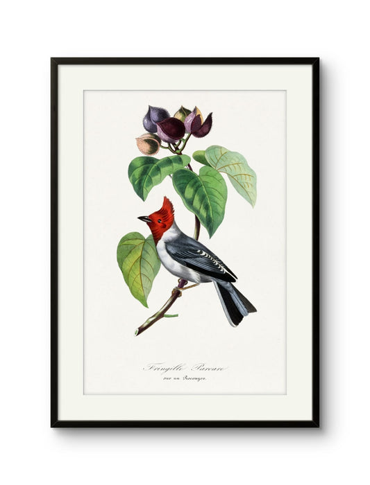 Fringille Paroare