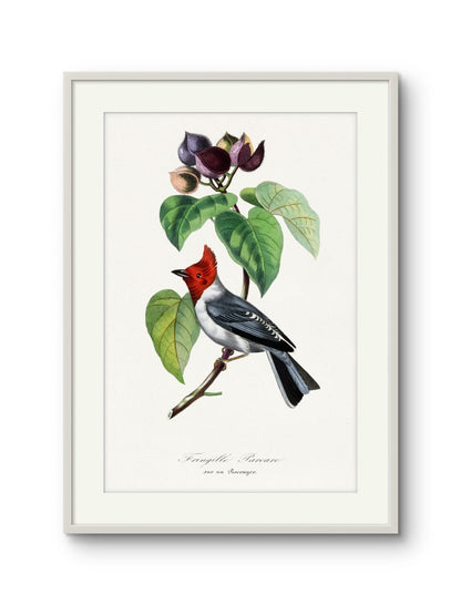 Fringille Paroare