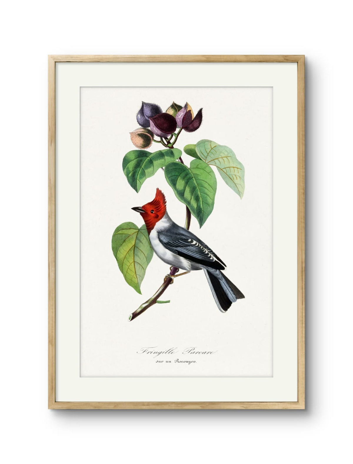 Fringille Paroare