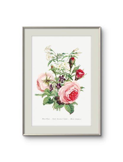 Moss Rose, Sweet Scented Violet & White Jasmine