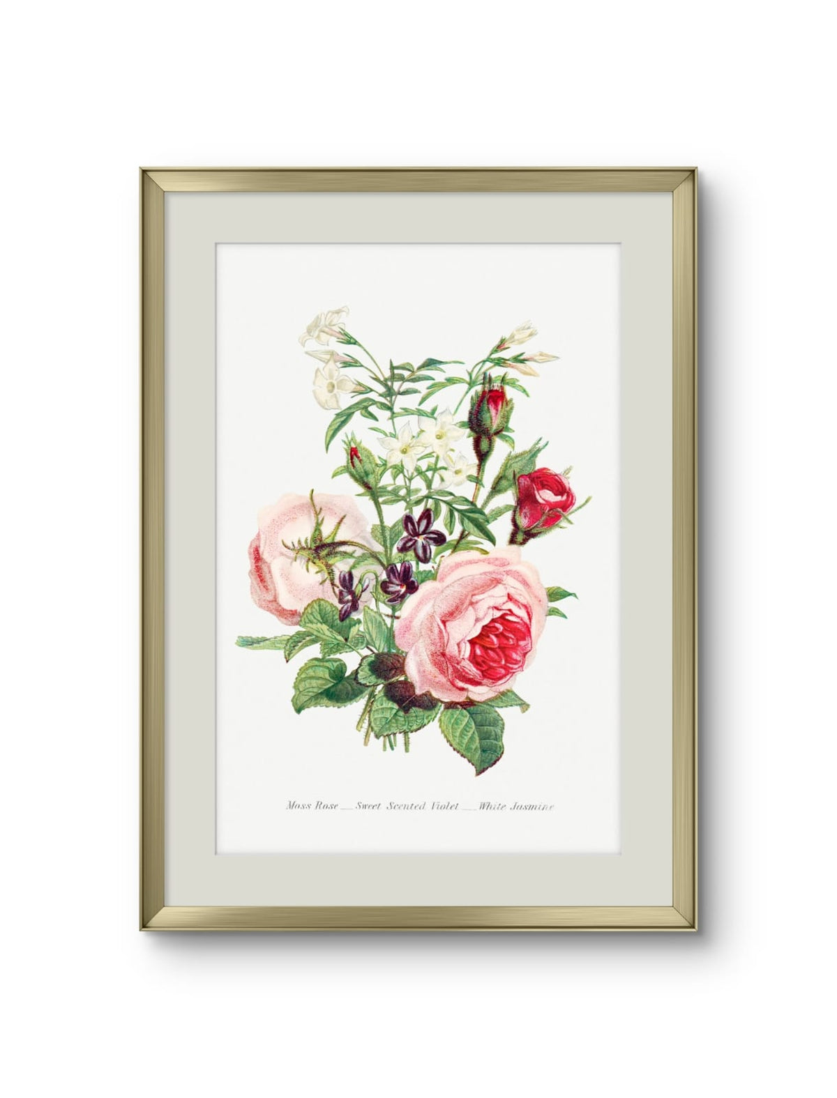 Moss Rose, Sweet Scented Violet & White Jasmine